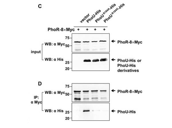 Western Blot using 6X His